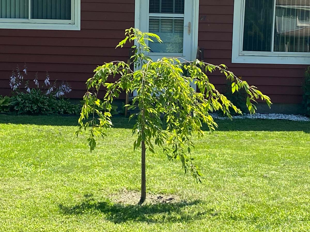 The weeping cherry tree LifePath purchased as a memorial for Michael.