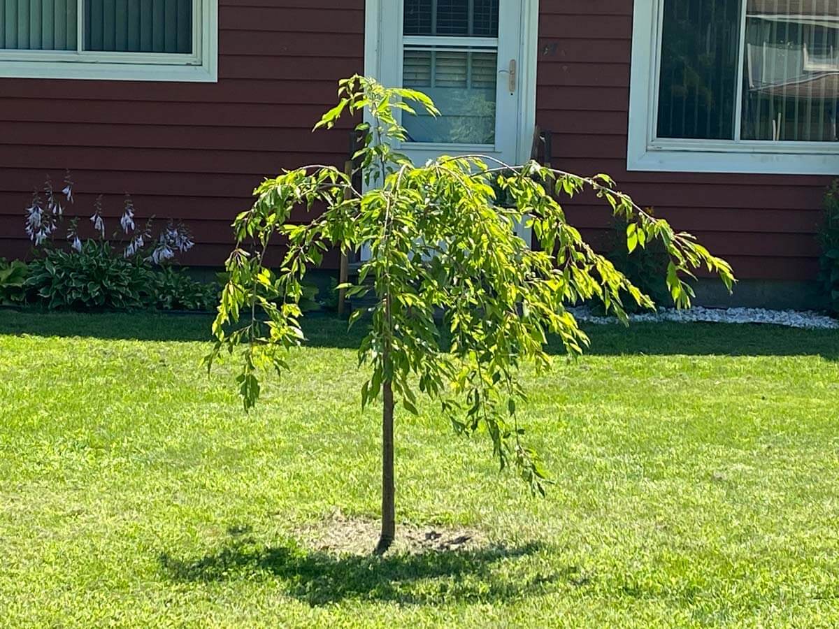 The weeping cherry tree LifePath purchased as a memorial for Michael.