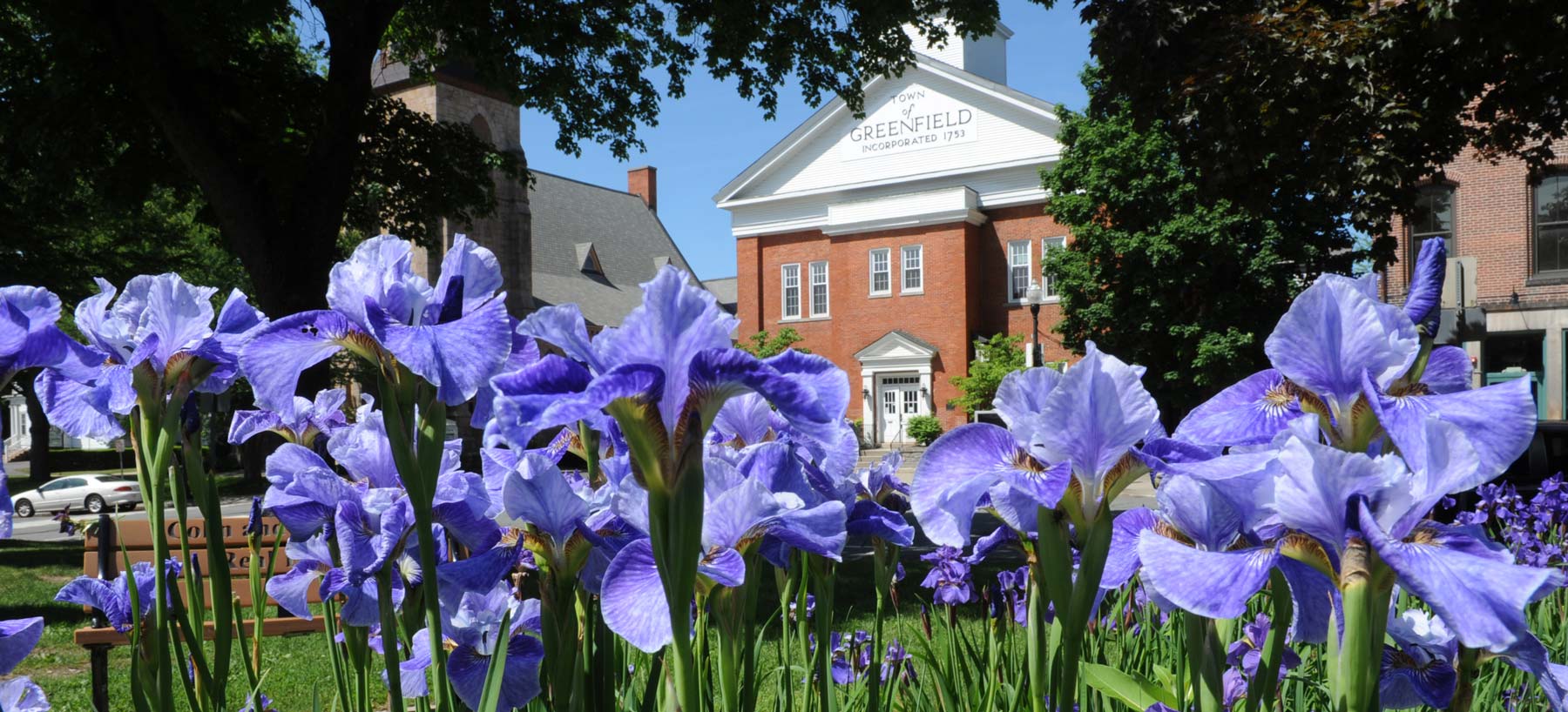 Irises in bloom on the Greenfield Common. Photo by Paul Franz.