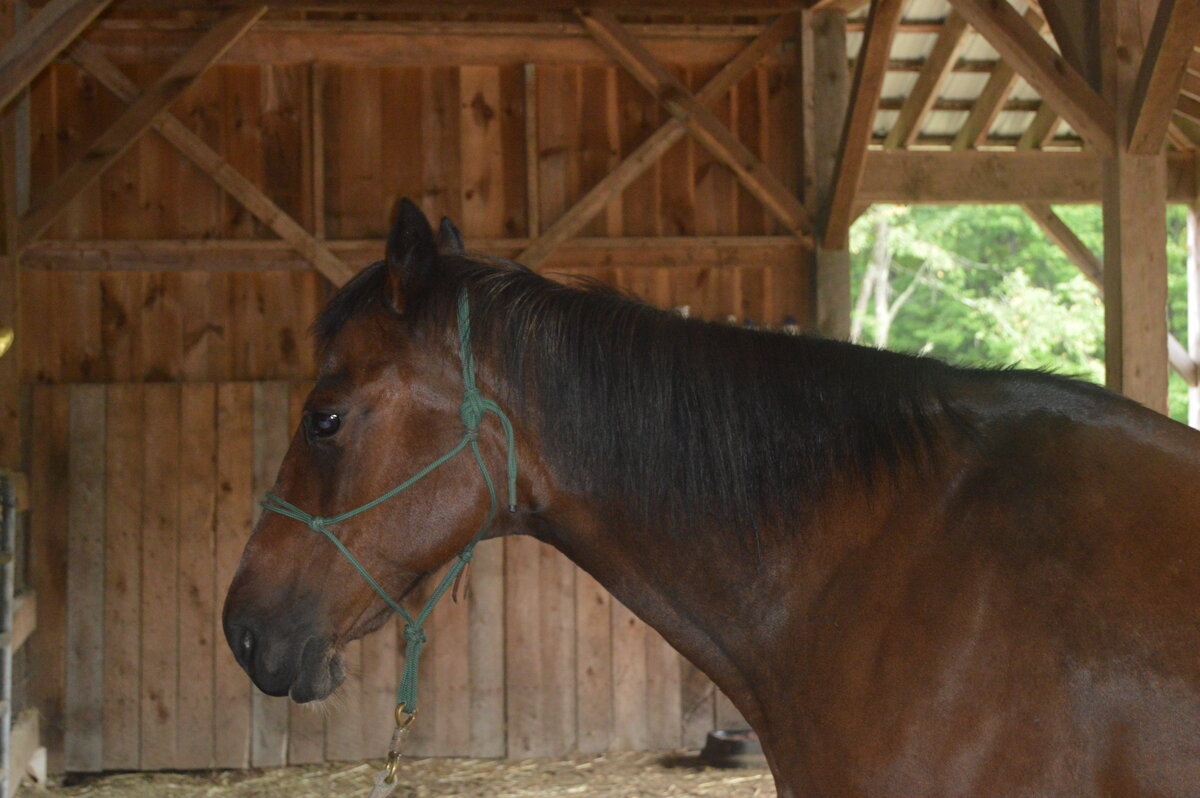 A brown horse with black mane stands patiently in a barn