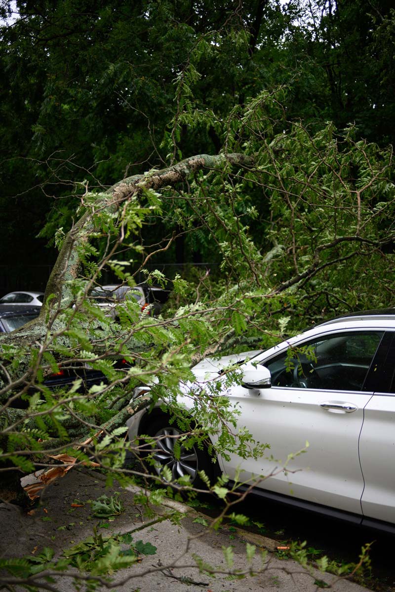 downed tree limb over car after storm